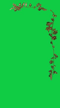 Vertical video: Top bud appearing, vine growing and forming gilded L corner on transparent backdrop