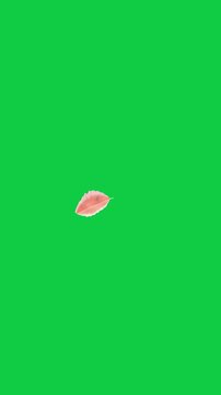 Vertical video: Nudge sending pale-pink petal drifting rotating on transparent, settling lower-left