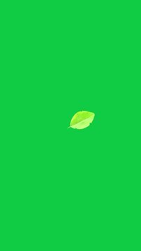 Vertical video: Leaf appearing UR, drifting LL rotating, wobbling on transparent bg showing descent