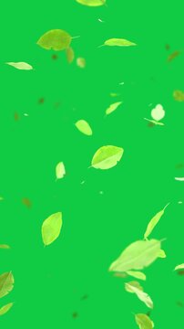 Vertical video: Leaves and dots starting on transparent canvas, drifting with streaks