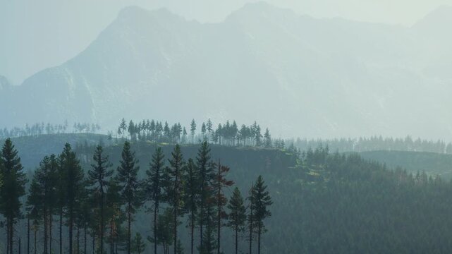 Silhouettes of evergreen trees align on a high forest ridge as thick atmospheric haze obscures the large mountain range in the background during the bright afternoon light over the wilderness area