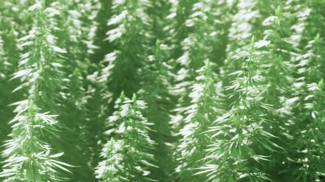 Tall stalks of industrial hemp plants grow together in a bright outdoor field during the day.