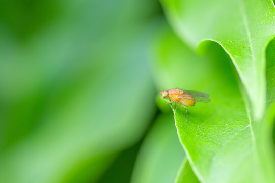 fly on leaf edge