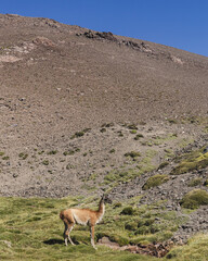 guanaco  in the mountains © Isolda