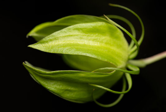 Close-up of a scarlet hibiscus (Hibiscus coccineus) bud, which glows green against a dark background.