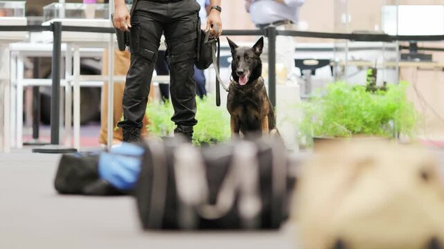 Police officer with trained k9 sniffer dog inspecting luggage for security check