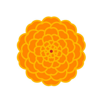 Day of the Dead, Dia de Muertos marigold flower, blossom, bloom, floral illustration isolated. Mexican festival traditional decorations, beautiful holiday design elements. Hand drawn vector clip art