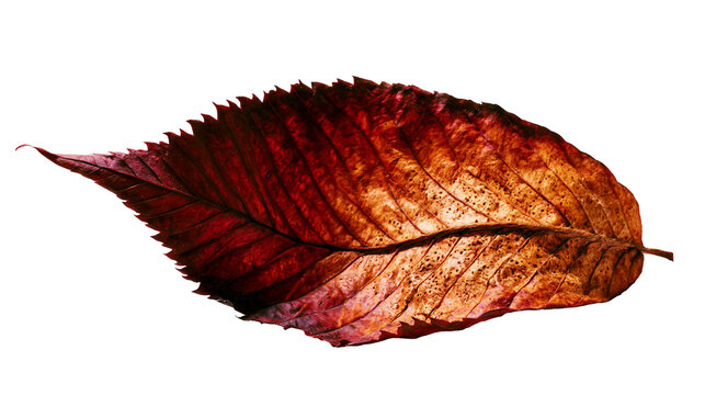 Isolated single autumn leaf showing beautiful seasonal color change and intricate texture.