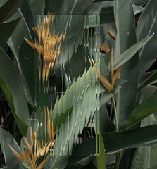 Golden tropical flower heliconia distorted behind textured glass © martinova4