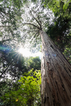 Looking Up a Tall Tree Trunk into a Sunlit Green Canopy