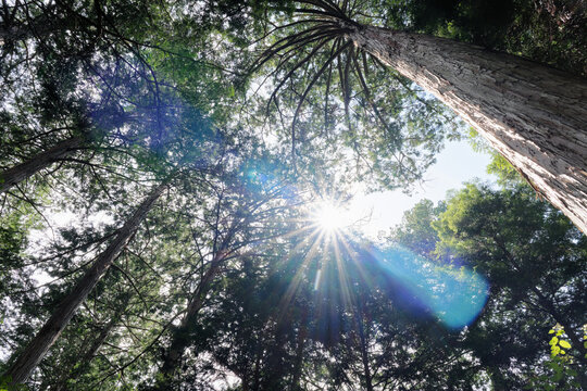 Sunburst and Blue Lens Flare Through a Canopy of Tall Trees