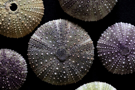 Collection of sea urchin shells in green and purple on black