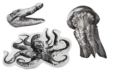 Isolated black and white newspaper clipping photo of alligator, octopus and jellyfish on white background. © breakermaximus