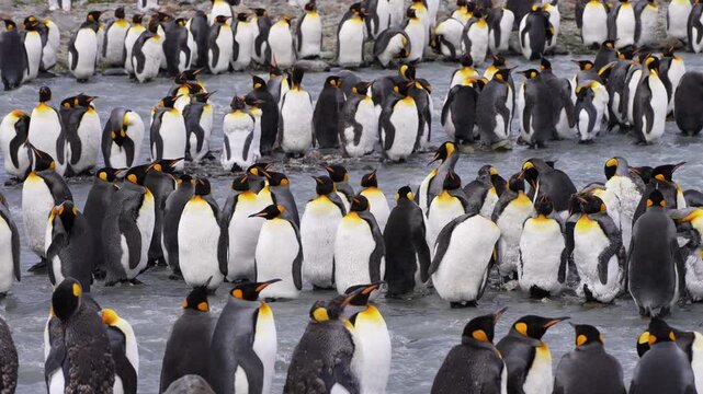 King penguins preen and turn among rows of birds in a shallow South Georgia stream, where patches of loose feathers contrast with smooth plumage as water ripples around the tightly grouped animals.