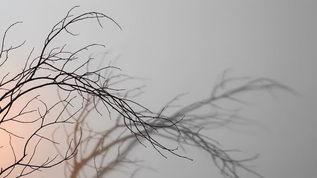 Abstract bare branch shadows on gray wall with soft pink light, minimalist nature background and tranquil organic pattern for artistic copy space