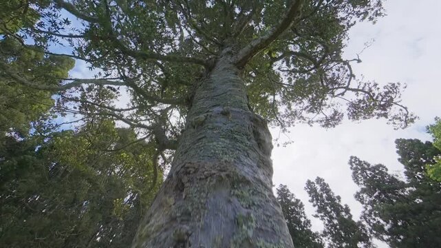 A majestic and ancient Kauri tree towers above in Cornwall Park, Auckland, New Zealand, showcasing the scale of these native giants.