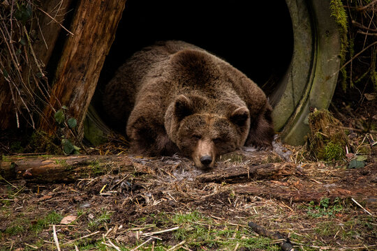 Schlafender Braunb&auml;r