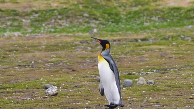 A lone king penguin walks toward the camera across patchy grass in South Georgia, then turns to one side, holding its flippers away from its body as scattered stones dot the open ground around it.