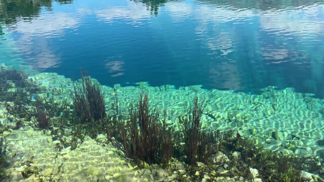 Clear Water and Aquatic Plants