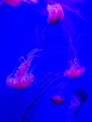 pink and orange sea nettle jellyfish gracefully swimming in aquarium tank illuminated by blue and pink lights, long trailing tentacles and translucent bells. © framarzo