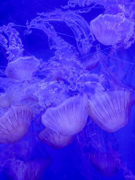 Mesmerizing group of translucent purple jellyfish glowing under lighting as they swim gracefully through deep blue water, showing detailed tentacles and bell shapes.
