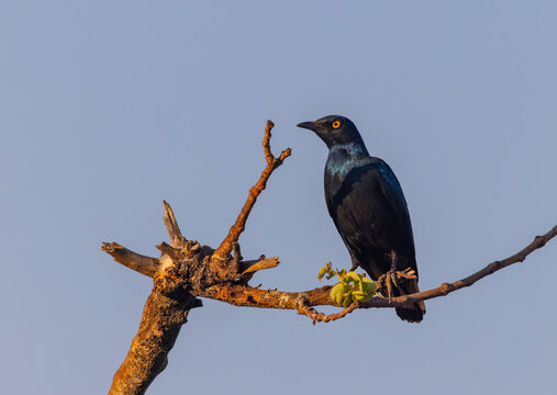 a cape starling perching on a branch at sunset in balule nature reserve of kruger national park of south africa