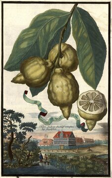 Citrus fruit, Limonie da roma and Ziegelstein Castle, Andreas im Hoff, garden design, Nuremberg Hesperides, Nuremberg Hesperides Gardens by Johann Christoph Volkamer, Nuremberg, Bavaria, Germany, 1710, digitally restored reproduction of an 18th century original, exact original date not known