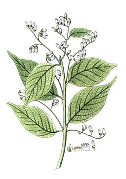 Styrax benzoin, Styrax tree, Sumatran benzoin tree, digital reproduction of a historical model, between 1790 and 1810