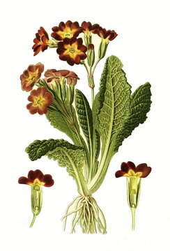 Variabilis, polyanthus, cowslip, common cowslip, cowslip primrose hybr, primrose hybrid, digitally restored reproduction of a 19th century original