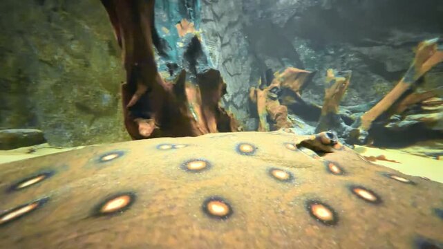 Close up of spotted river stingray Potamotrygon motoro resting on sandy bottom 