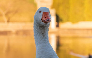 Portrait of Domesticated grey goose, greylag goose or white goose on green blured background with an open beak. © Dmitrii Potashkin