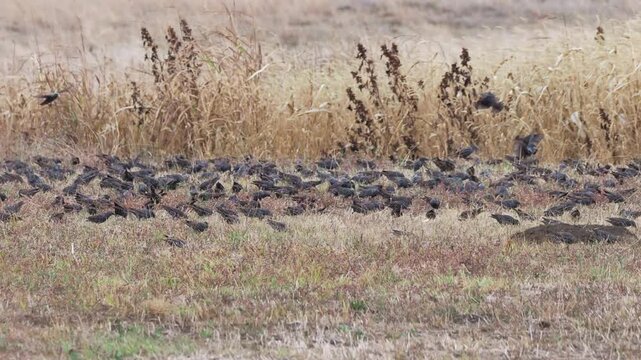 A large flock of Common starlings (Sturnus vulgaris) foraging across agricultural fields in Europe in October