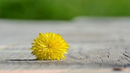 Yellow dandelion flower head on old grey wooden background text space - 1 © oraziopuccio