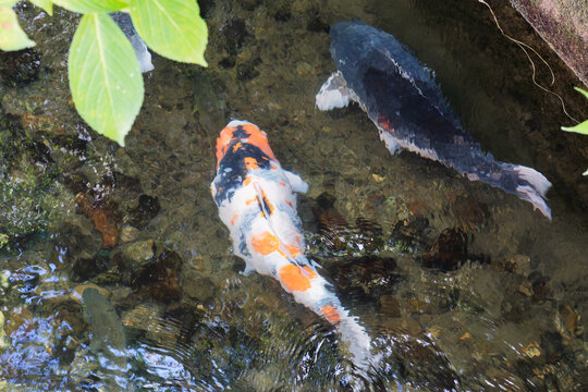 Colorful koi beneath rippling water and green leaves