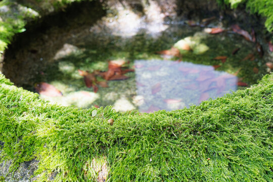 Sunlit Green Moss Beside Water with Soft Reflections