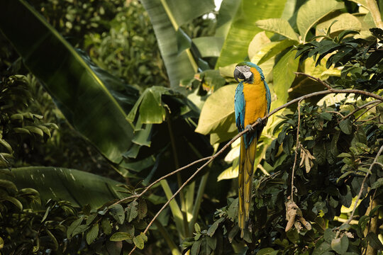 Guacamaya azul y amarillo sobre una rama