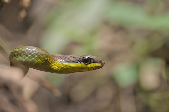 Serpiente tranquila