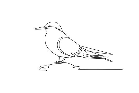 Single one line drawing Arctic tern bird perched calmly on a rock. Its sleek plumage, long pointed beak, folded wings, and sharp tail feathers. Continuous line draw design graphic vector illustration