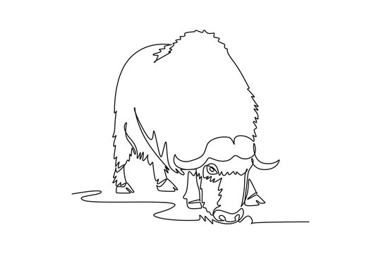 Single continuous line drawing wild Arctic muskox lowering its head toward snowy ground to graze, featuring sweeping curved horns, thick shaggy coat. One line draw graphic design vector illustration