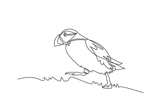 Single continuous line drawing an Atlantic puffin bird walking across grassy coastal terrain, featuring its large grooved bill, folded feathered wings. One line draw graphic design vector illustration