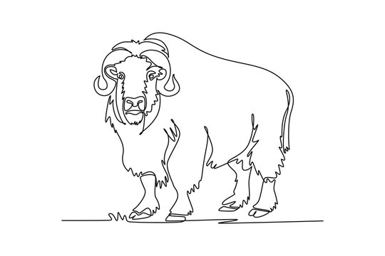 Single continuous line drawing wild Arctic muskox standing firmly, showcasing curved downward horns, heavy shaggy coat, broad hump, and sturdy hooves. One line draw graphic design vector illustration