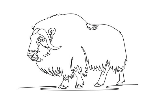 Single continuous line drawing wild Arctic muskox striding across frozen tundra, highlighting massive curved horns, heavy shaggy coat, and robust legs. One line draw graphic design vector illustration