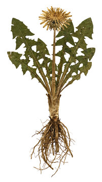 Dried pressed dandelion plant with roots and leaves isolated on transparent background for scientific studies