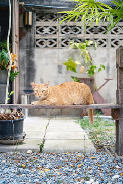 Cute ginger cat sitting on an outdoor concrete ground,  looking at something to the side. Natural light outdoor scene with concrete bricks and wooden background.