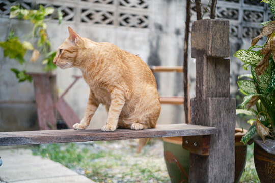 Cute ginger cat sitting on an outdoor concrete ground,  looking at something to the side. Natural light outdoor scene with concrete bricks and wooden background.