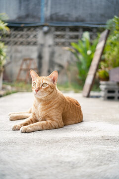 Cute ginger cat sitting on an outdoor concrete ground,  looking at something to the side. Natural light outdoor scene with concrete bricks and wooden background.
