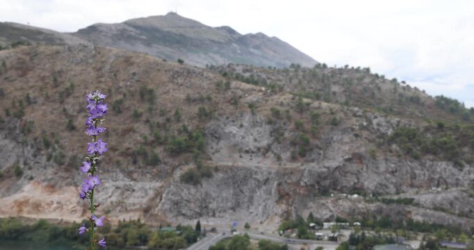 Campanule violette devant une montagne rocheuse en Albanie