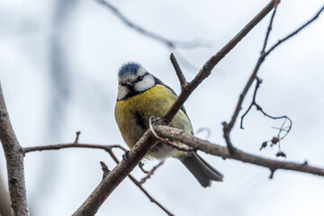Cute bird, Eurasian blue tit, songbird sitting on a branch without leaves in the autumn or winter © Dmitrii Potashkin