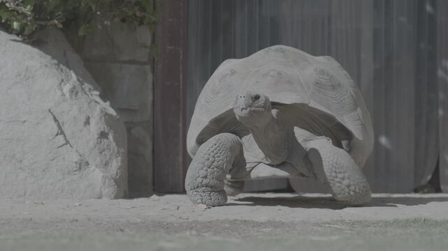 Giant Tortoise Walking Toward the Camera in Sunlight