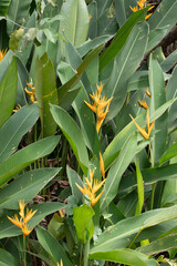 Exotic heliconia flowers surrounded by long green leaves © martinova4